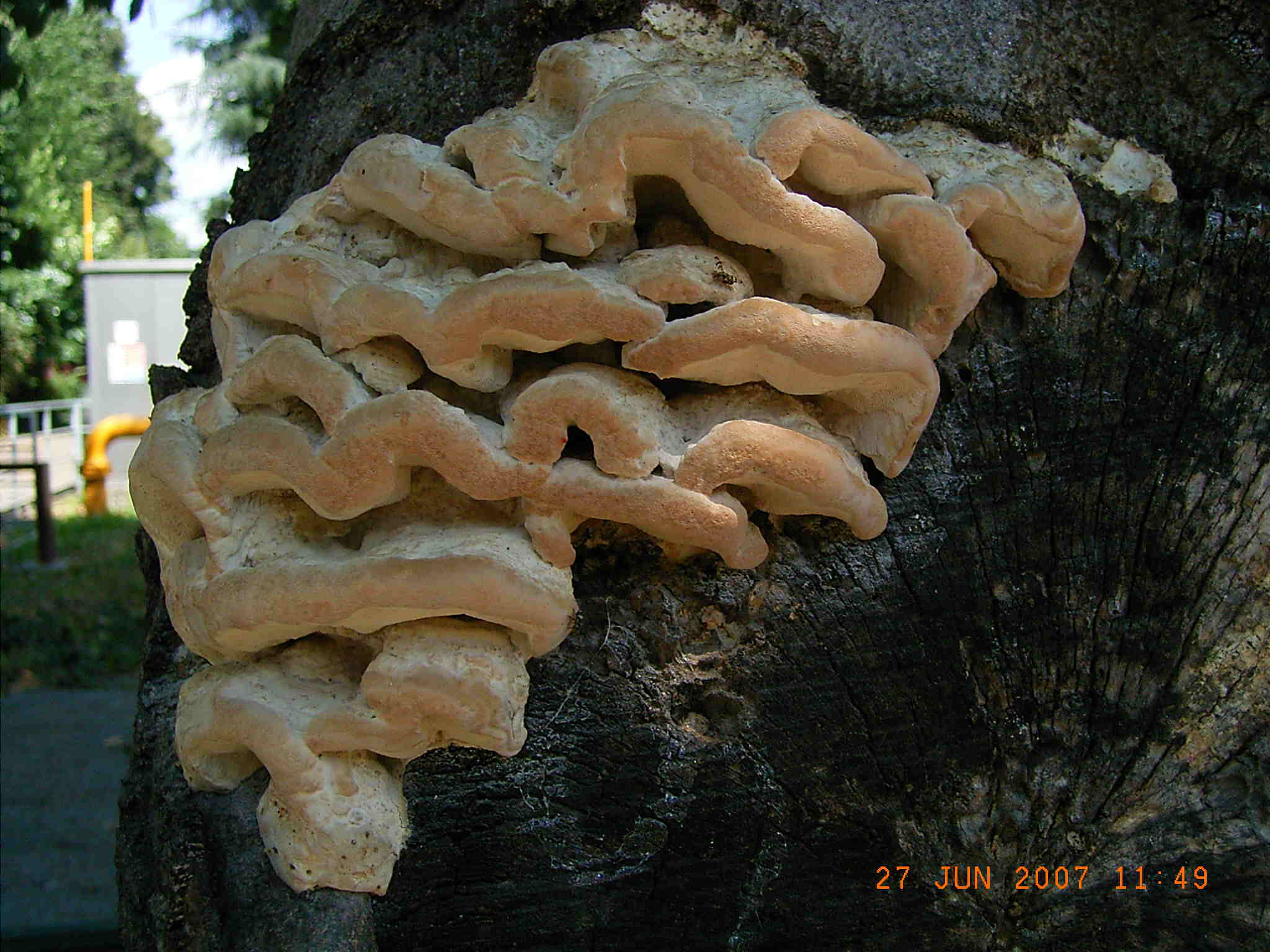 PRESUNTA  POLIPORACEA (cfr. Laetiporus sulphureus)